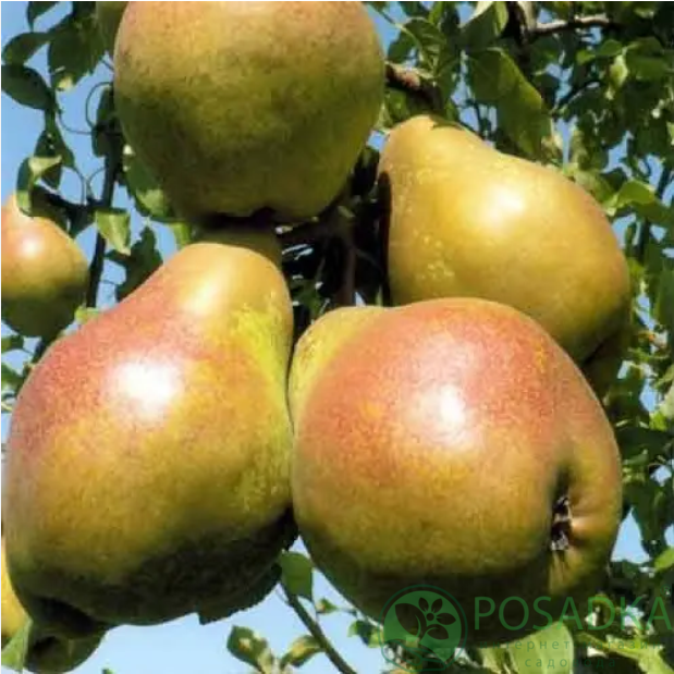 картинка Груша Деканка Дю Комис 