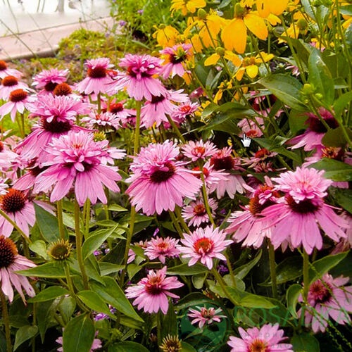 картинка Эхинацея Double-Decker 