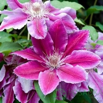 картинка Клематис Doctor Ruppel 