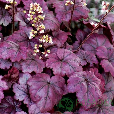 картинка Гейхера Plum Royal (Плюм Роял) 