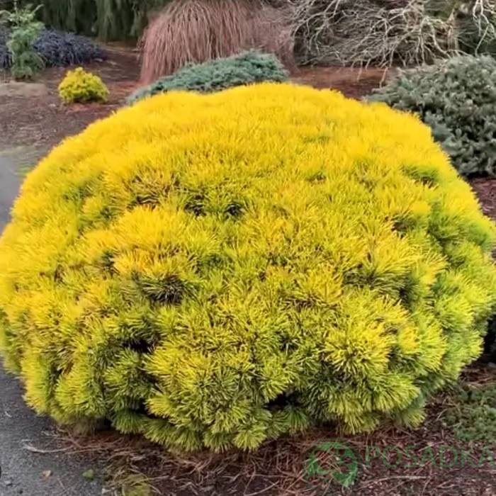 картинка Сосна горная Винтерсон (Wintersonne) 