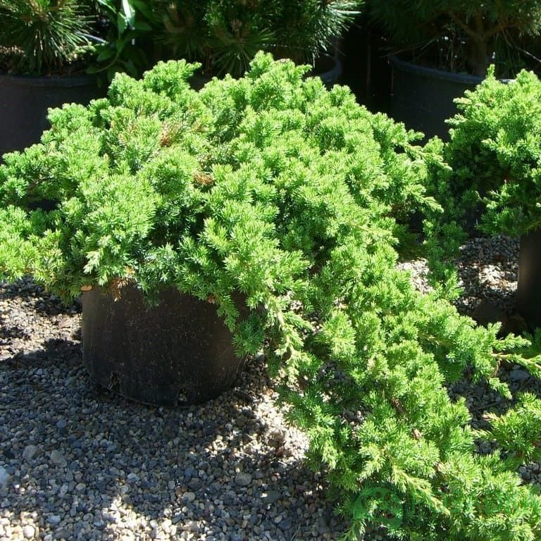 картинка Можжевельник Прокумбенс нана 