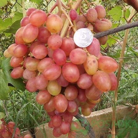 картинка Виноград Румба (контейнер) 