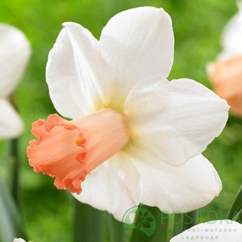 картинка Нарцисс Skype 