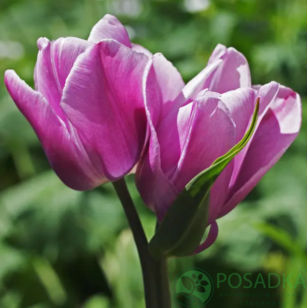 картинка Тюльпан Purple Elegance 