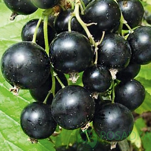 картинка Смородина чёрная Ядреная 