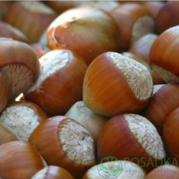 картинка Фундук Боровский (двухлетний)  картинка Фундук Боровский (двухлетний)