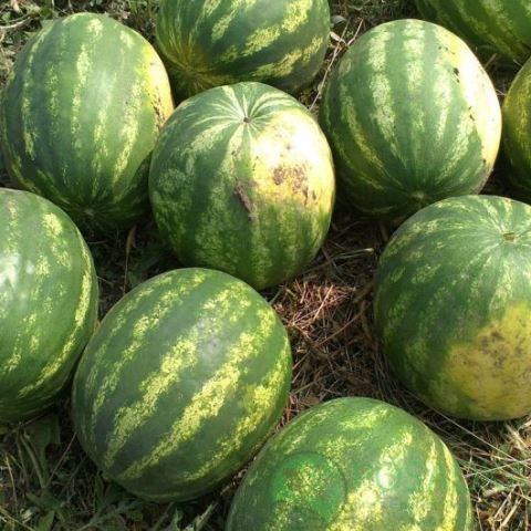 картинка Семена Арбуз Широнинский, 2гр, SeedEra 