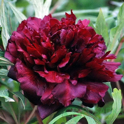 картинка Пион древовидный Paeonia suffr. black 