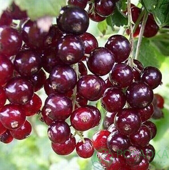 картинка Смородина красная Дар Орла 