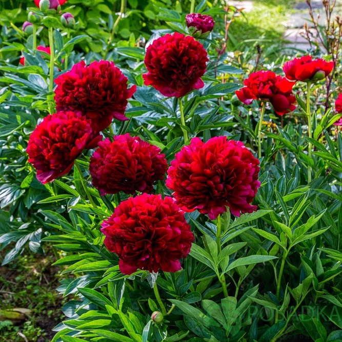 картинка Пион Command Performance 