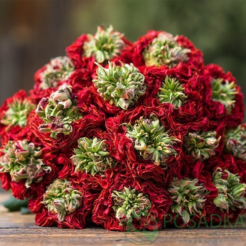 картинка Роза чайно-гибридная Ред Ай 