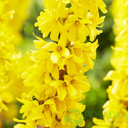 картинка Форзиция промежуточная Микадор 