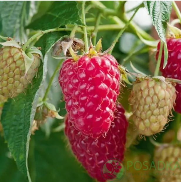 картинка Малина Марастар 