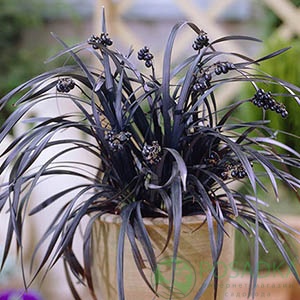 картинка Офиопогон Black Dragon 