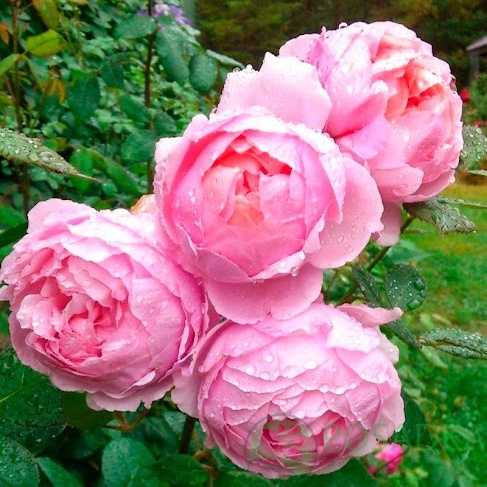 картинка Роза английская Бразе Кадфаэль  картинка Роза английская Бразе Кадфаэль