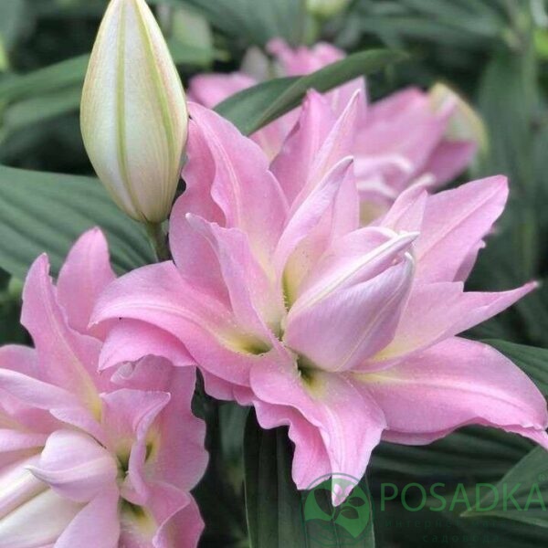 картинка Лилия Lotus Breeze 