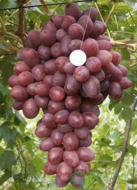 картинка Виноград Рубиновая капля 