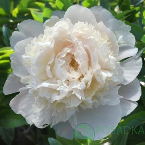 картинка Пион травянистый Mother`s Choice 