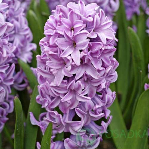 картинка Гиацинт Splendid Cornelia 