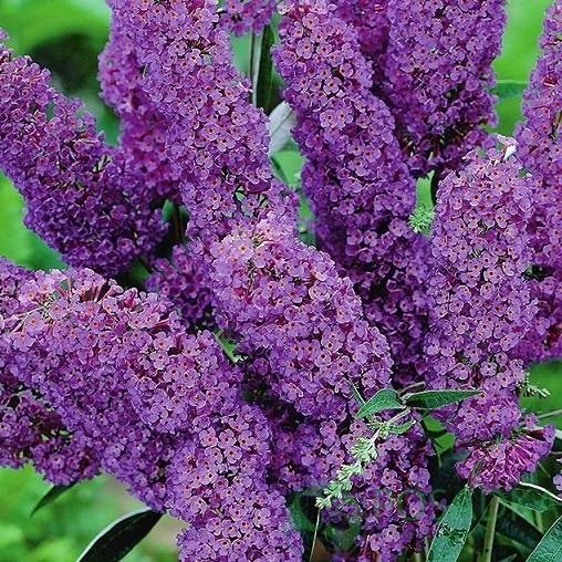 картинка Буддлея Давида Purple Prince 