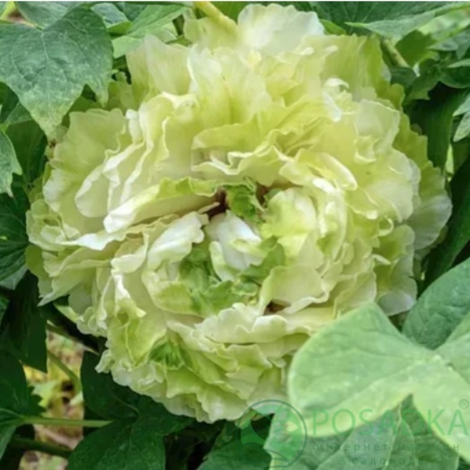картинка Пион Pea Green Dou Lu 