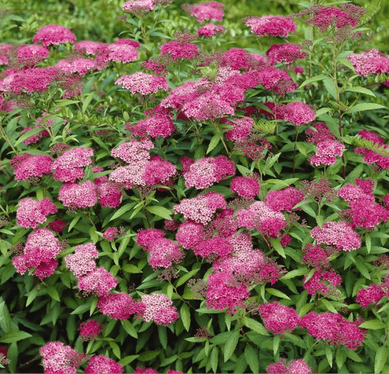 картинка Спирея японская Антони Ватерер  картинка Спирея японская Антони Ватерер