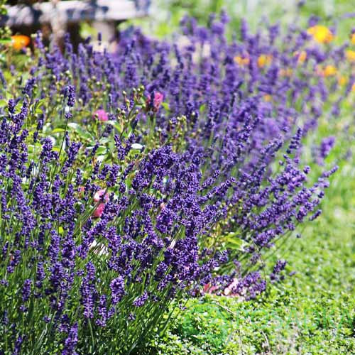 картинка Лаванда Hidcote Blue Strain (контейнер р9) 