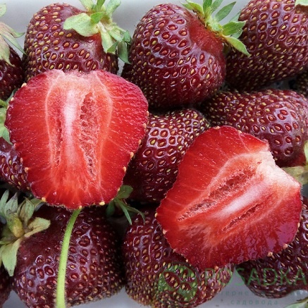 картинка Клубника Чёрный принц  картинка Клубника Чёрный принц