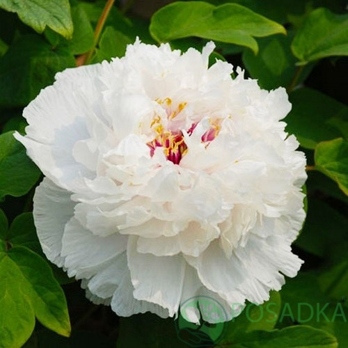 картинка Пион древовидный Fragrant Jade (Xiang Yu) 