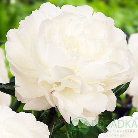 картинка Пион травянистый Аnn Сousins 