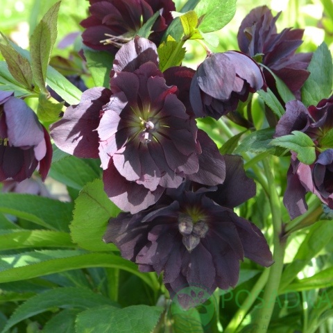 картинка Морозник Пурпурный Махровый (Helleborus Purple Double) 