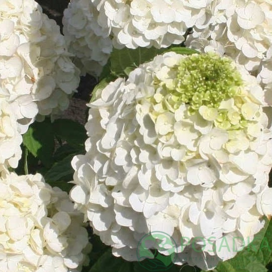 картинка Гортензия метельчатая 2-х летняяМэджикал Монт Блан (Magical Mont Blanc) С2 