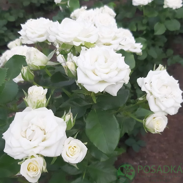 картинка Роза чайно-гибридная Вайт Микадо С2 