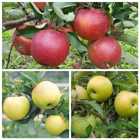 картинка Яблоня дерево сад (Голд Раш, Элиза, Симиренко) 