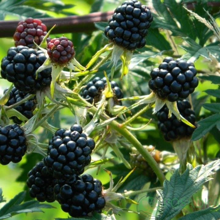 картинка Ежевика кустистая Rubus fruticosus Thornless Evergreen 