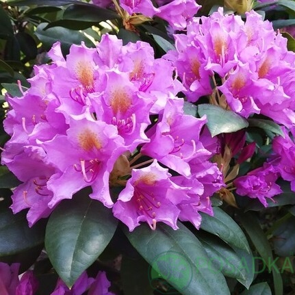 картинка Рододендрон гибридный Libretto  картинка Рододендрон гибридный Libretto