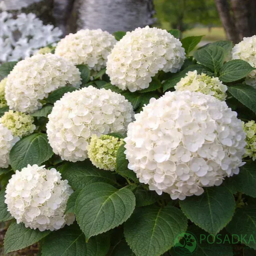 картинка Гортензия крупнолистная Endless Summer The Bride 