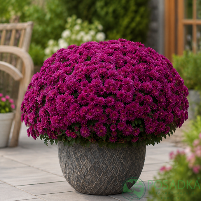 картинка Хризантема ампельная Skyfall Purple 