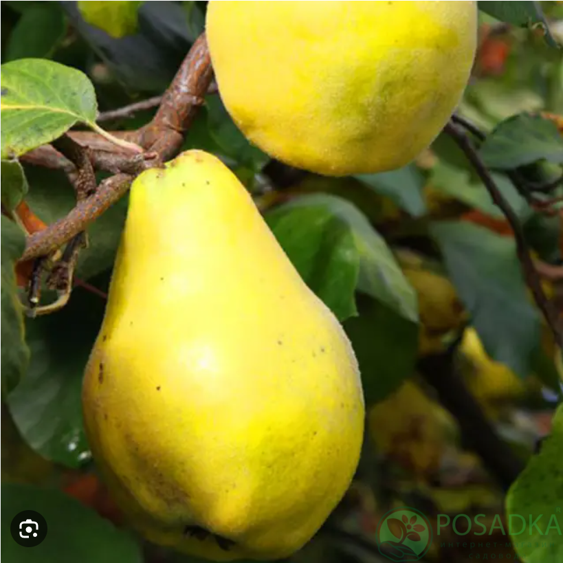 картинка Айва грушевидная Берецкий 