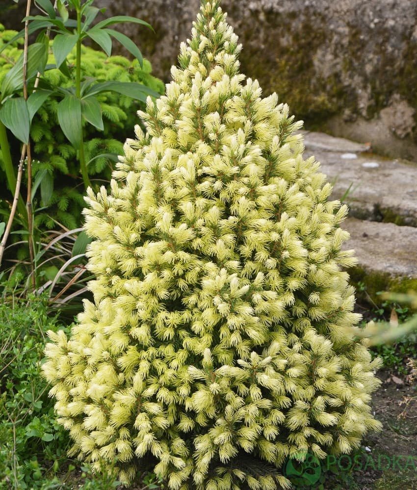 картинка Ель канадская Коника Майголд 