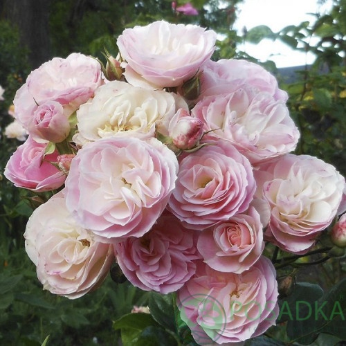 картинка Роза плетистая Букет Парфе (Bouquet Parfait) 