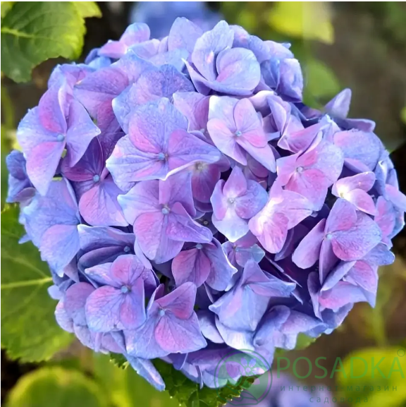 картинка Гортензия крупнолистная Marine Blue (Марине Блю) 