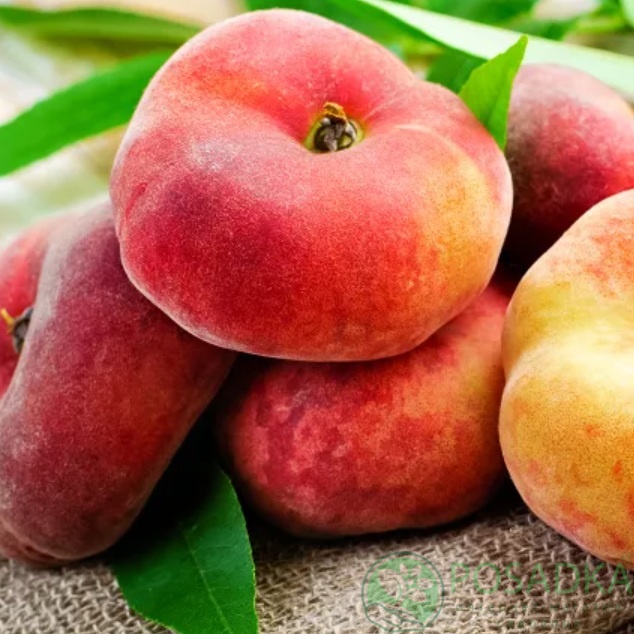 картинка Персик инжирный Владимир 