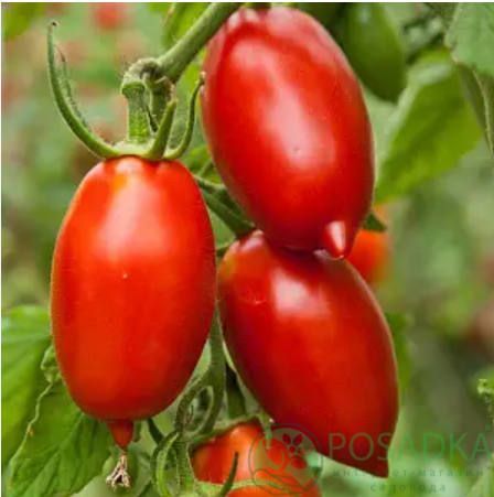 картинка Семена Томат Чио Чио Сан 0,1 г, Seedera 