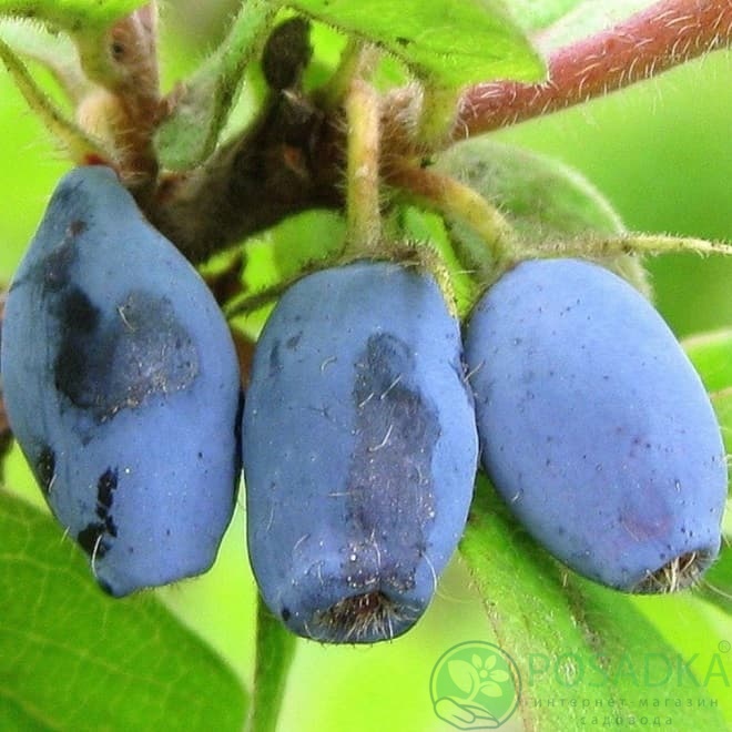 картинка Жимолость съедобная Войтек 
