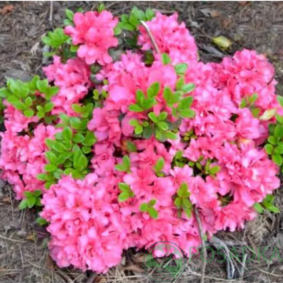 картинка Азалия японская Rokoko 