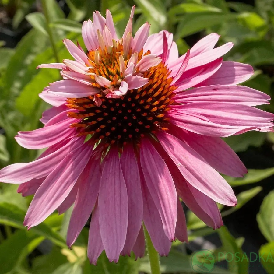 картинка Эхинацея Double-Decker 