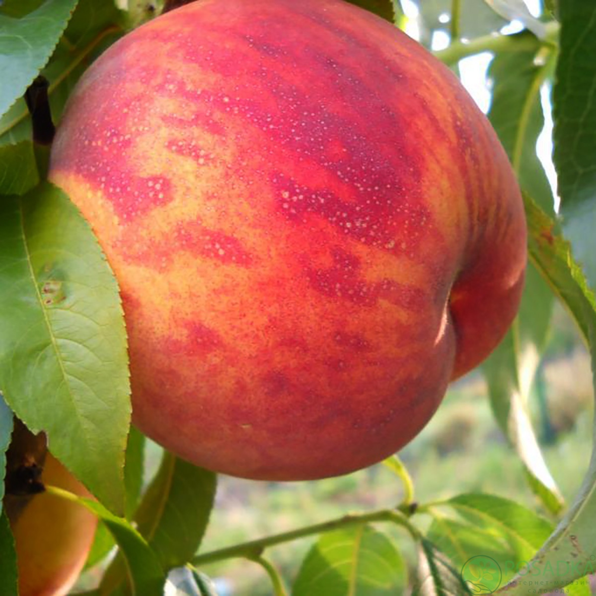 картинка Персик Посол мира 