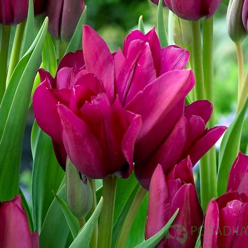 картинка Тюльпан Night Club (3 шт) 